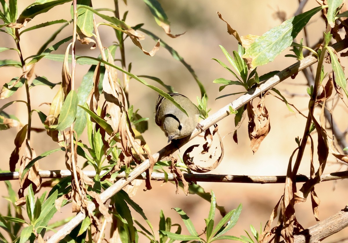 Ruby-crowned Kinglet - ML614579556