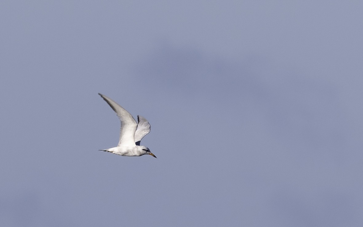 Snowy-crowned Tern - Lynette Spence