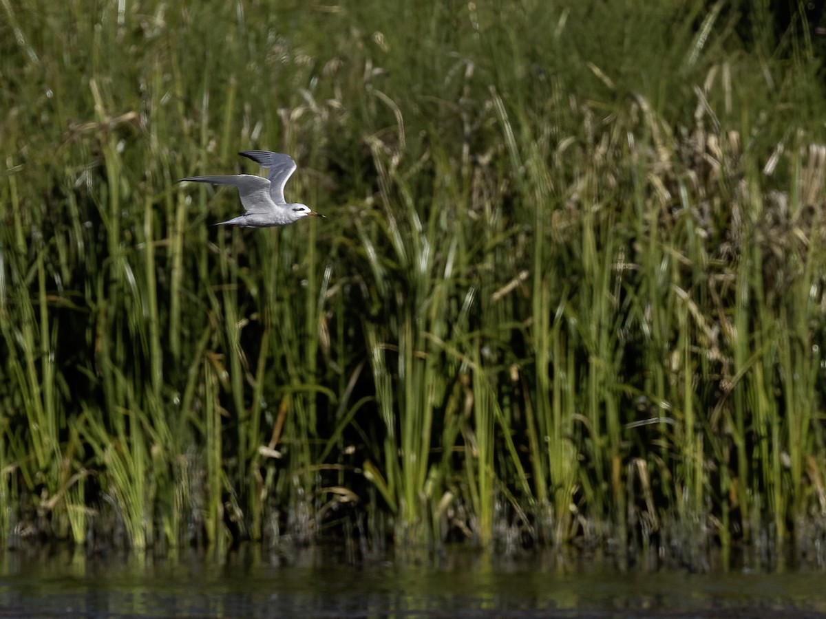 Snowy-crowned Tern - ML614579581