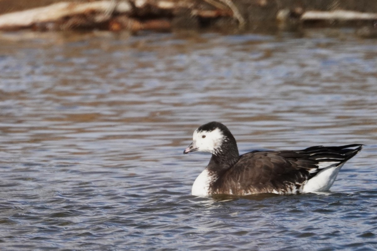 Ross's x Cackling Goose (hybrid) - ML614579630