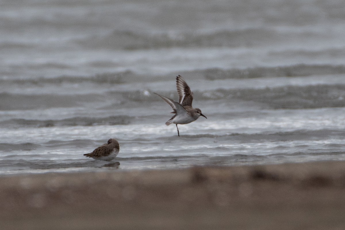 Dunlin - ML614579652