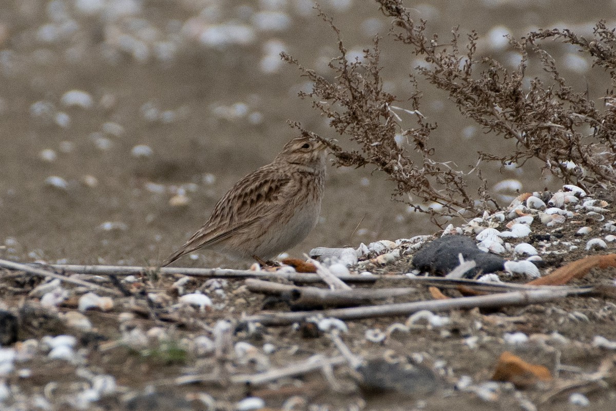 Turkestan Short-toed Lark - ML614579683