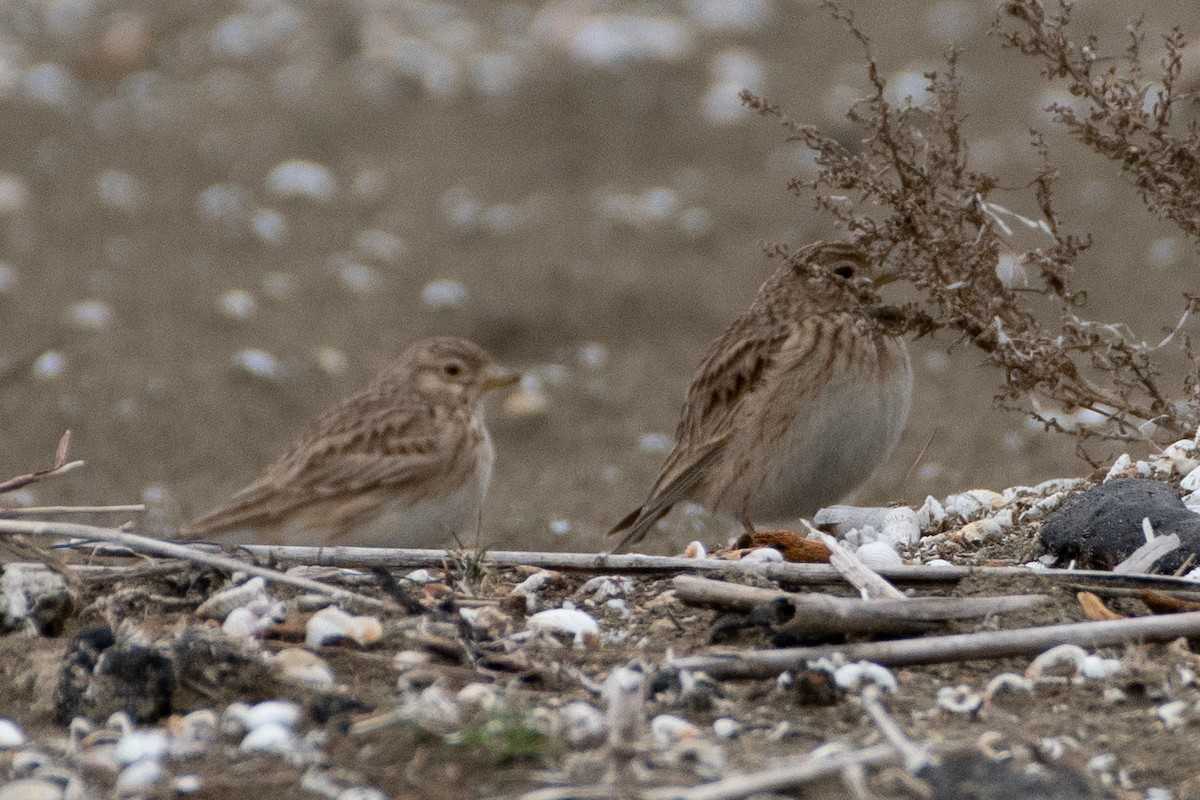 Turkestan Short-toed Lark - ML614579684