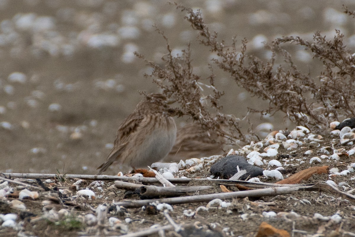 Turkestan Short-toed Lark - ML614579686