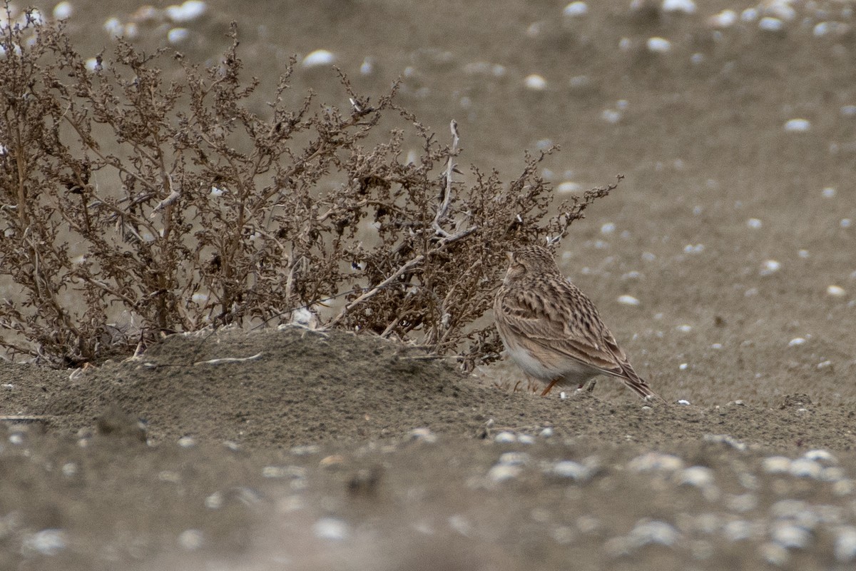 Turkestan Short-toed Lark - ML614579687