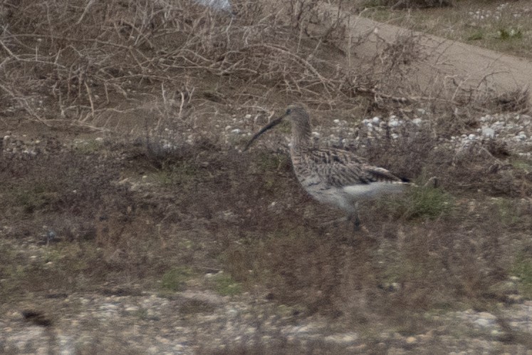 Eurasian Curlew - ML614579701