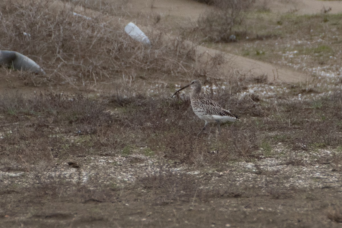 Brachvogel - ML614579702