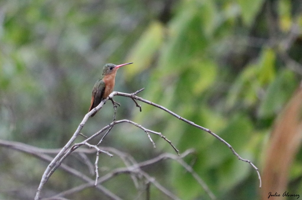 kolibřík ryšavý - ML614579725