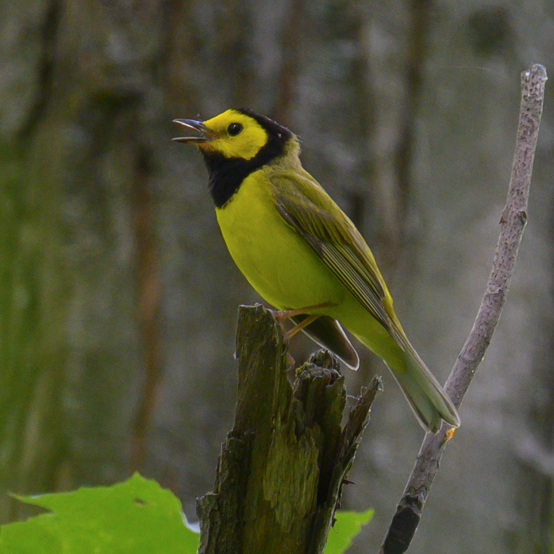 Hooded Warbler - ML614579734