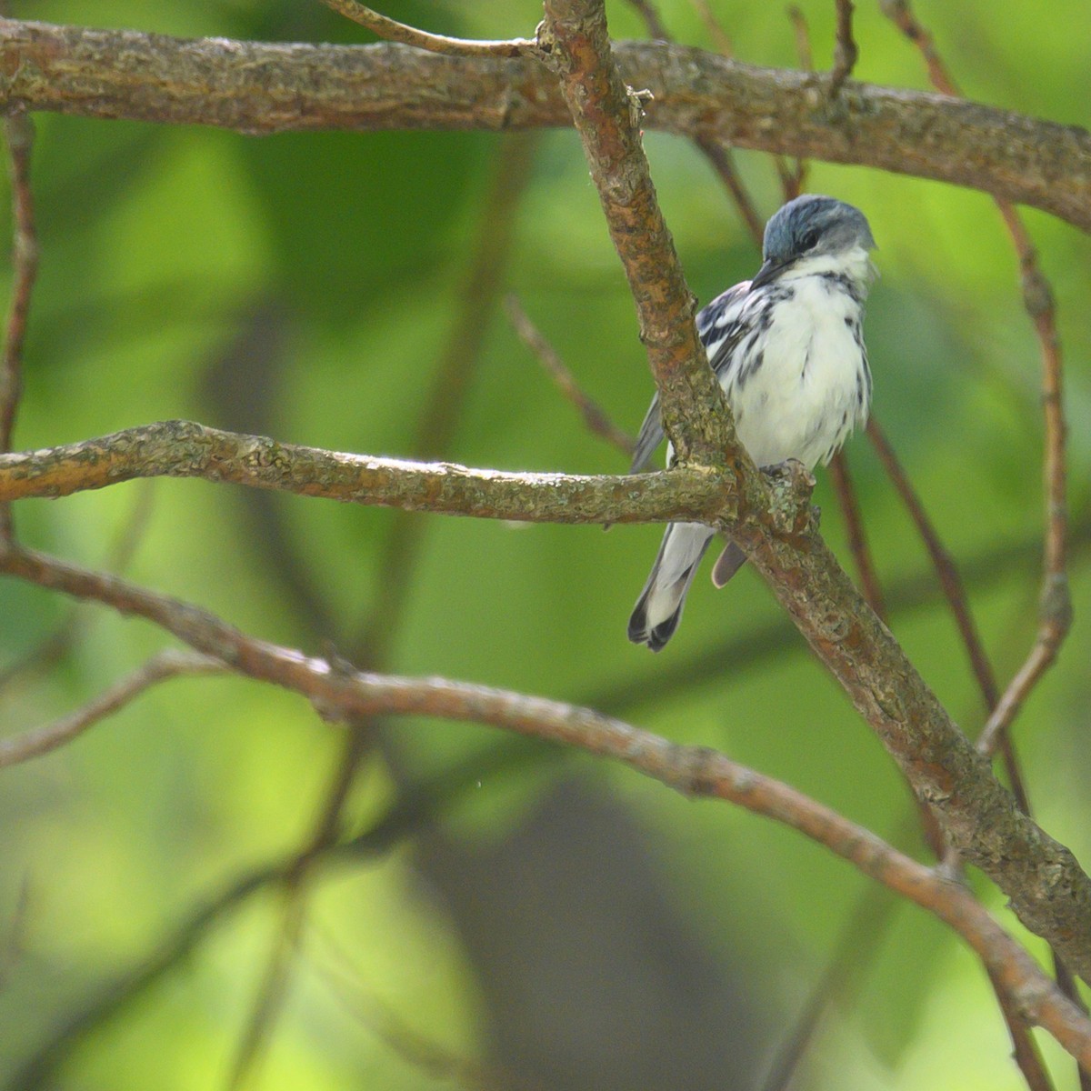 Blauwaldsänger - ML614579738