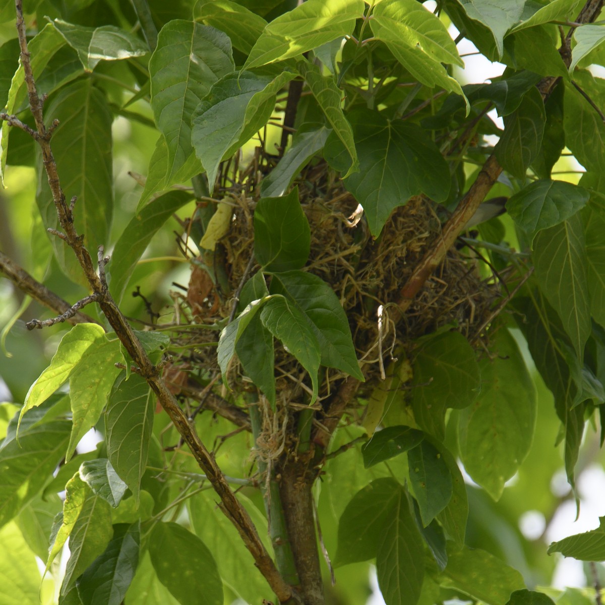 Cedar Waxwing - ML614579762