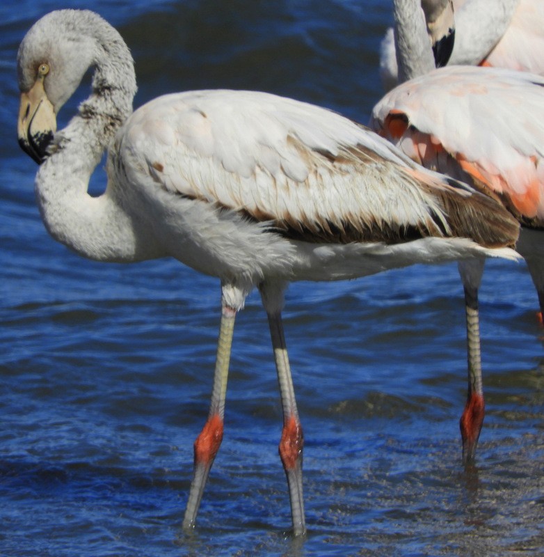 Şili Flamingosu - ML614579767