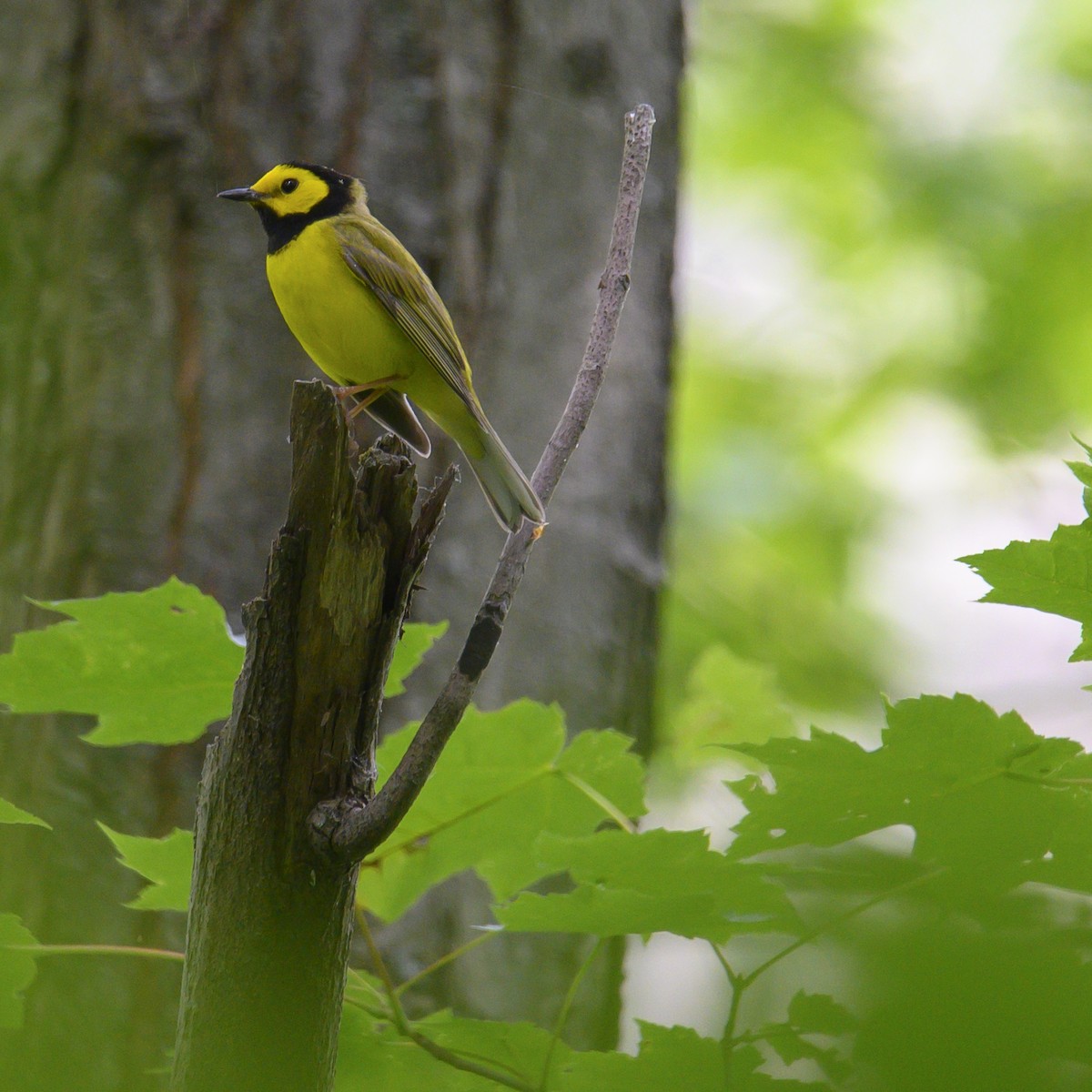 Hooded Warbler - ML614579773