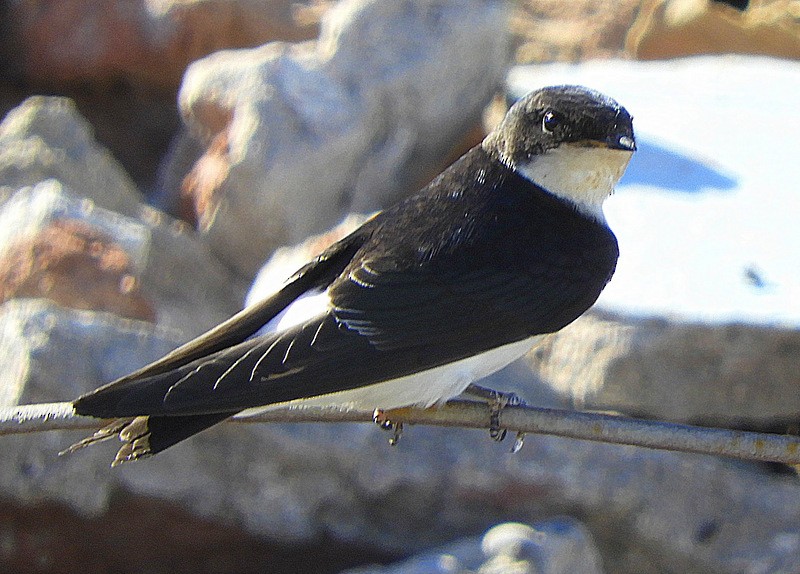 Chilean Swallow - ML614579823