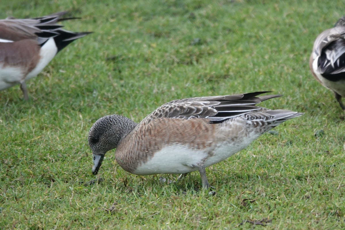 American Wigeon - ML614579860