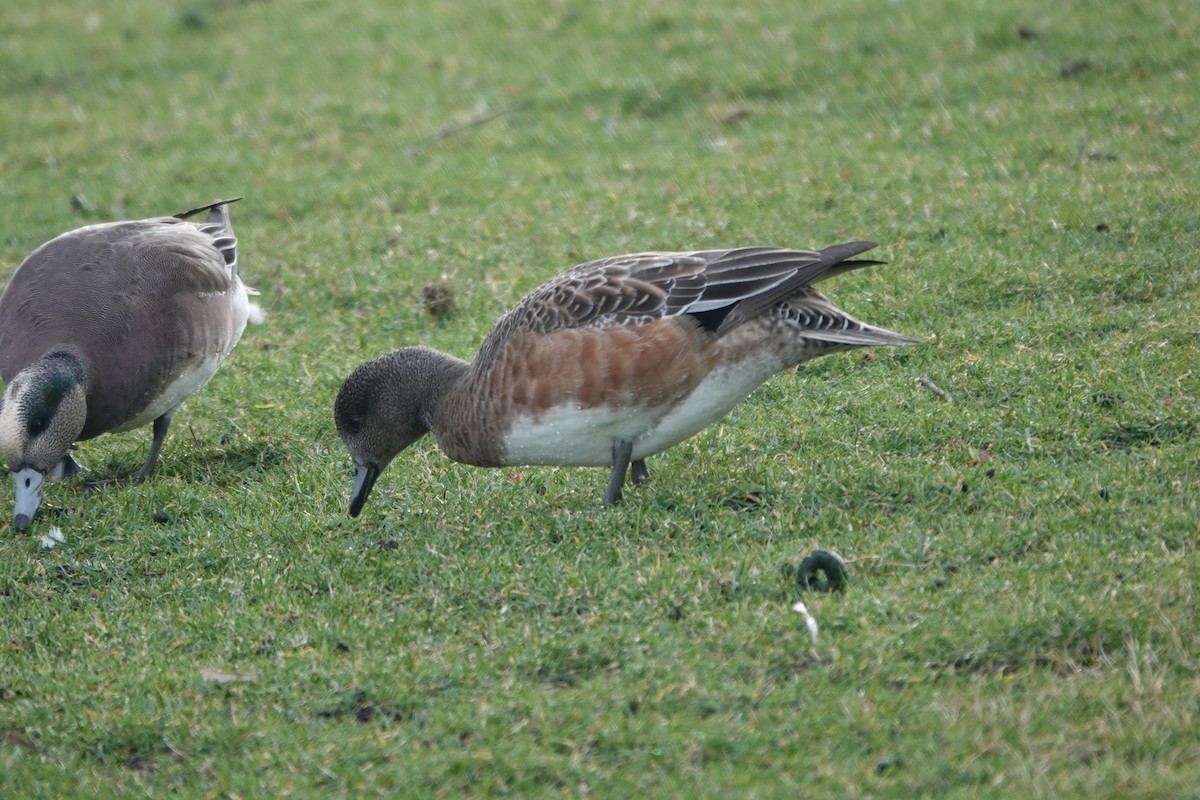 American Wigeon - Mary Kimberly