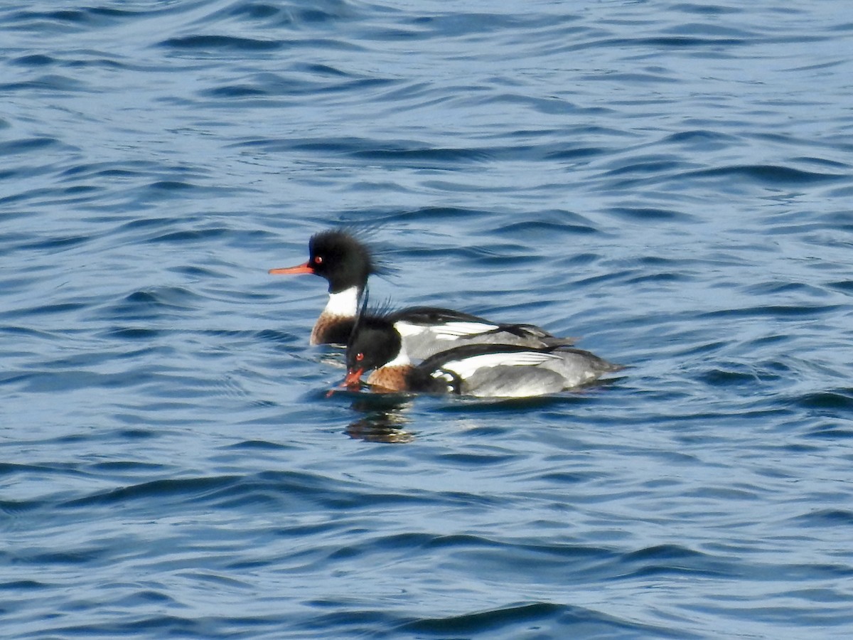 Red-breasted Merganser - ML614579869