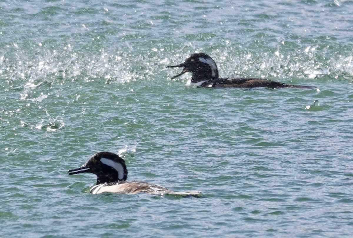 Hooded Merganser - ML614579888