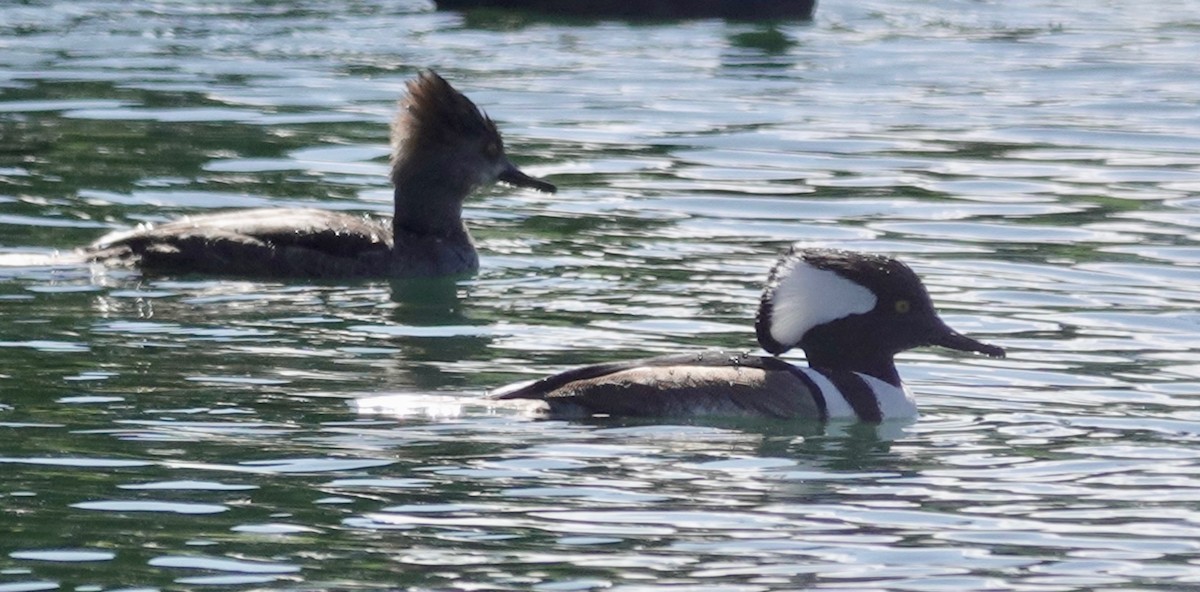 Hooded Merganser - ML614579899