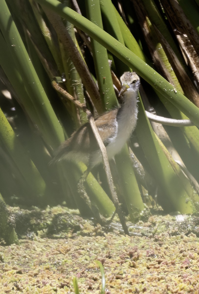 Wattled Jacana - ML614579953