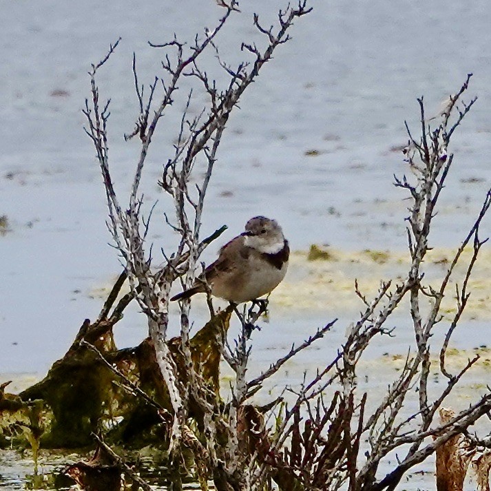 White-fronted Chat - ML614580014