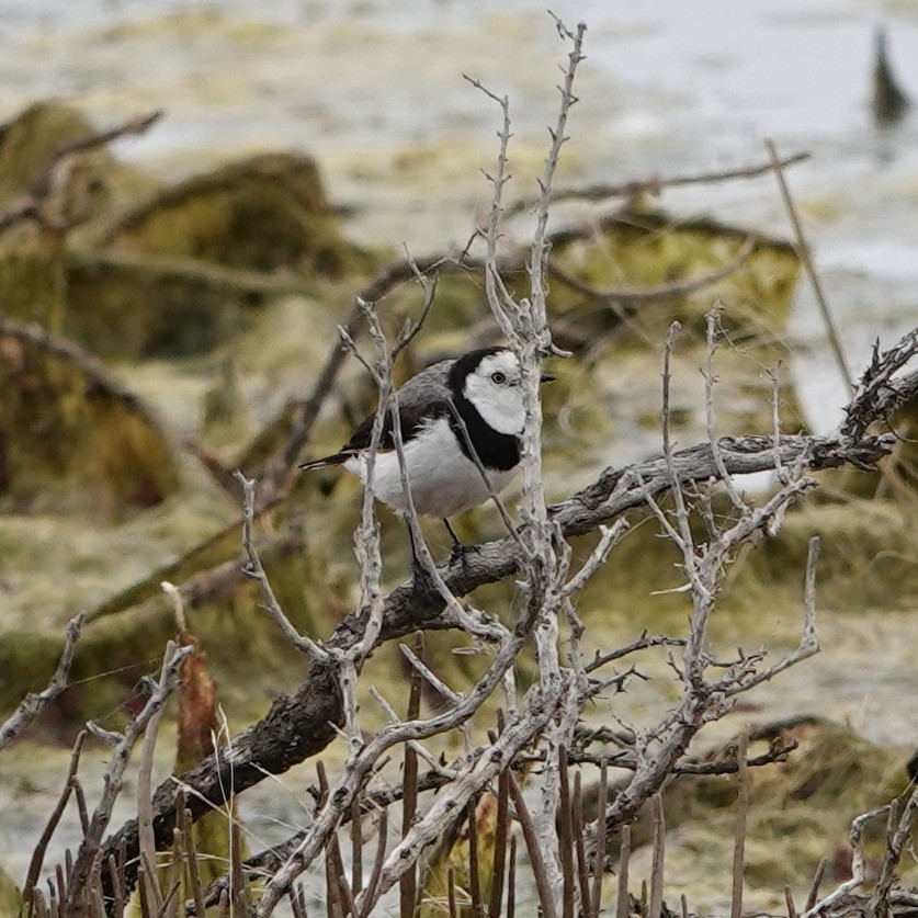 White-fronted Chat - ML614580021