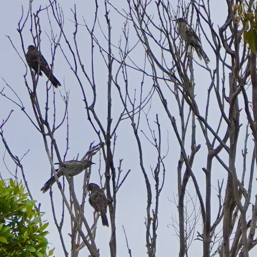 Little Wattlebird - ML614580085