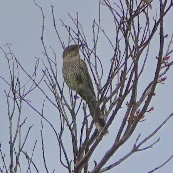 Little Wattlebird - ML614580086