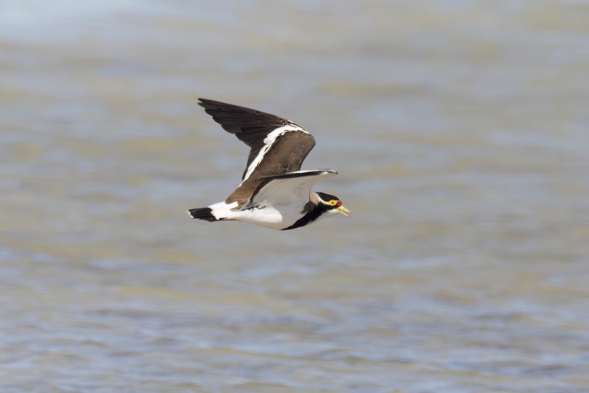 Banded Lapwing - ML614580115