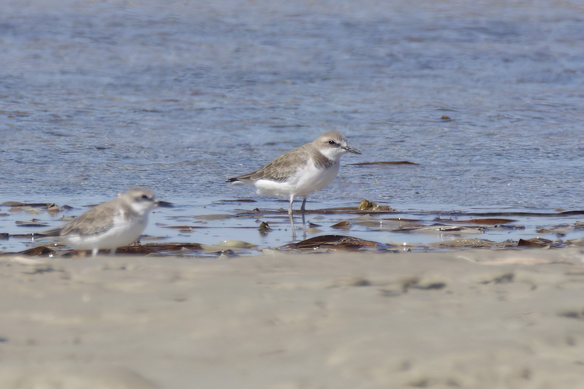 Greater Sand-Plover - ML614580122