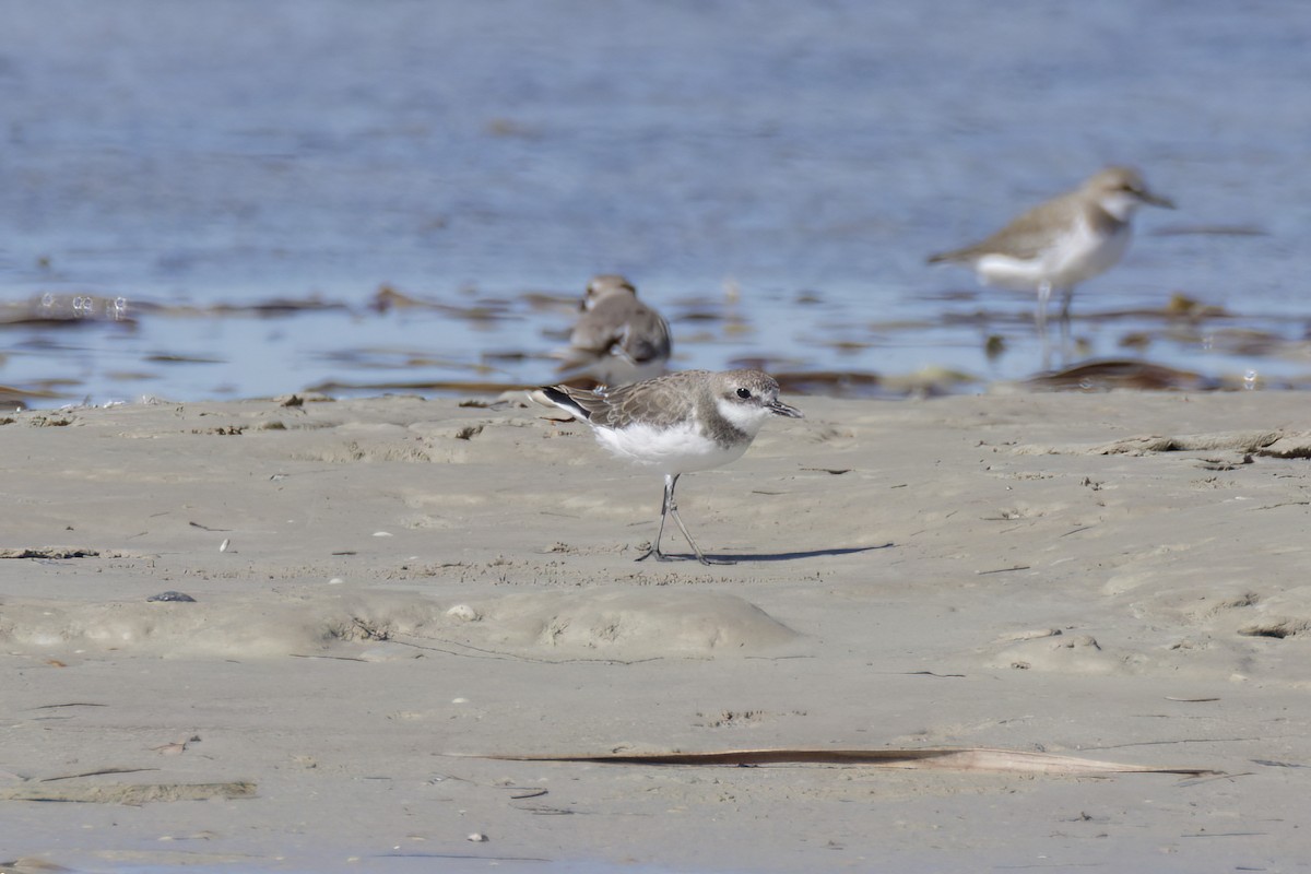 Greater Sand-Plover - Andreas Heikaus