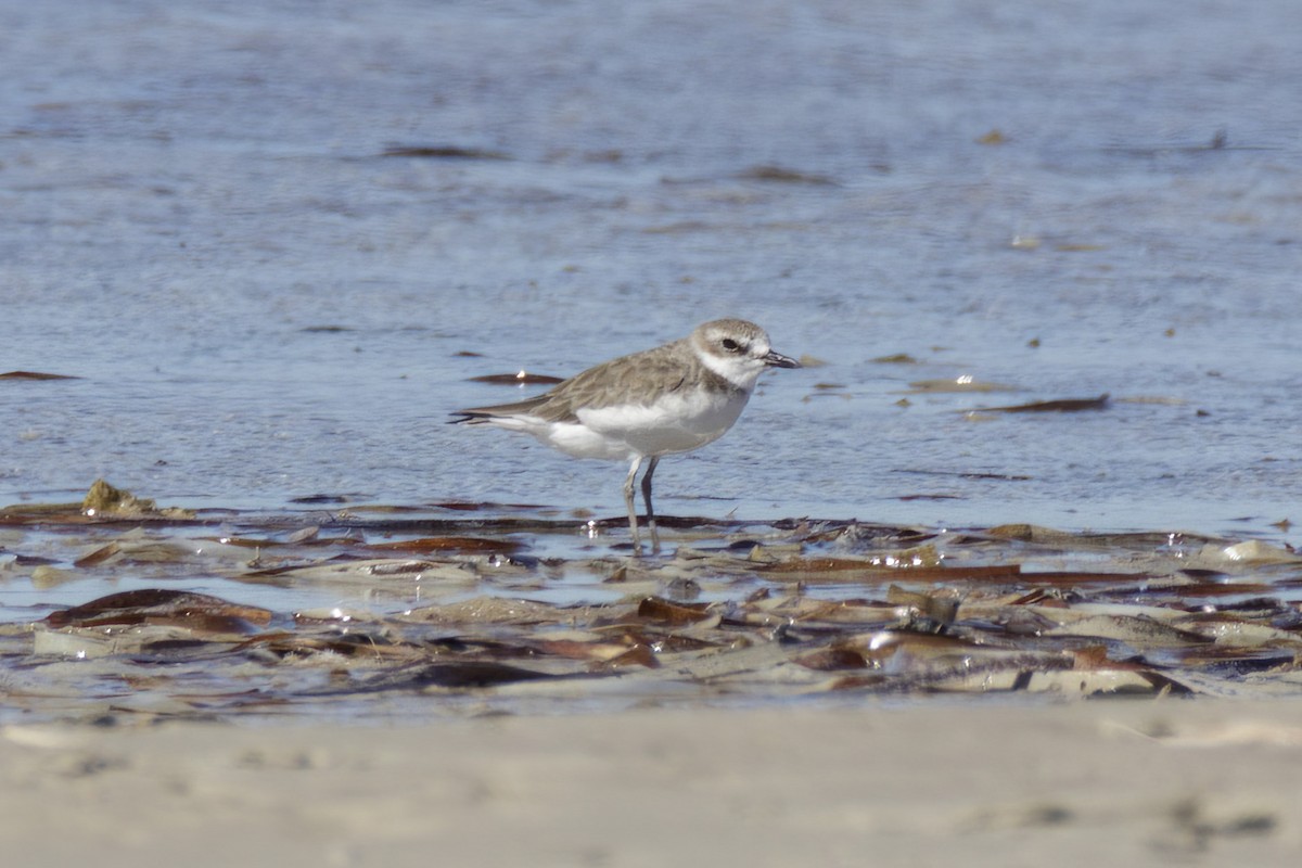 Greater Sand-Plover - Andreas Heikaus