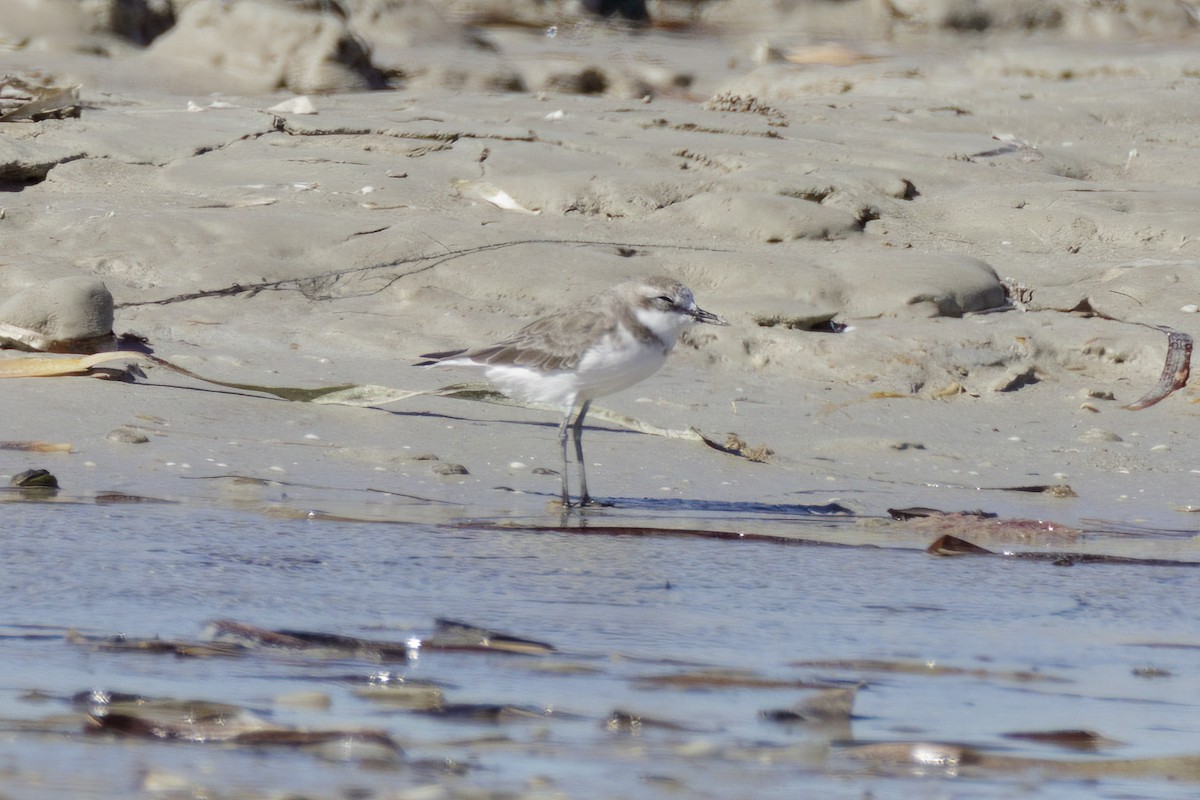 Greater Sand-Plover - ML614580126