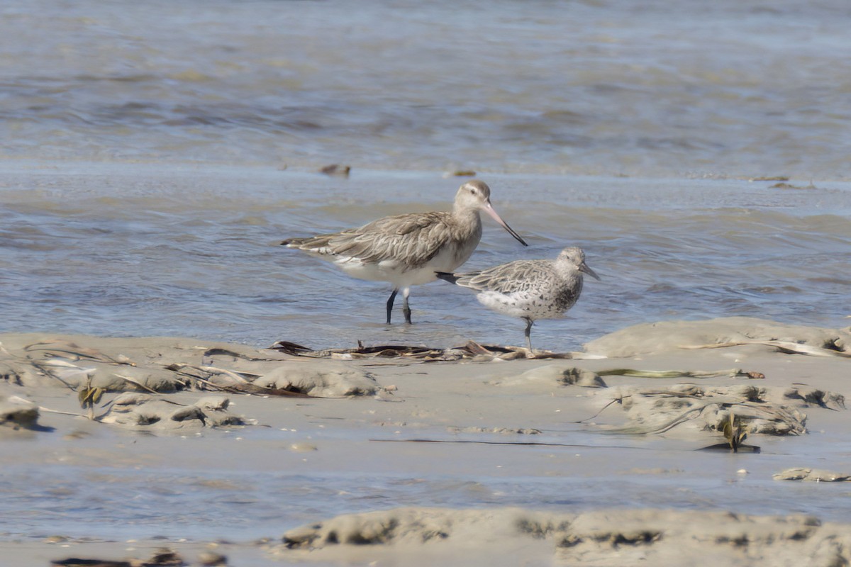 Bar-tailed Godwit - ML614580131