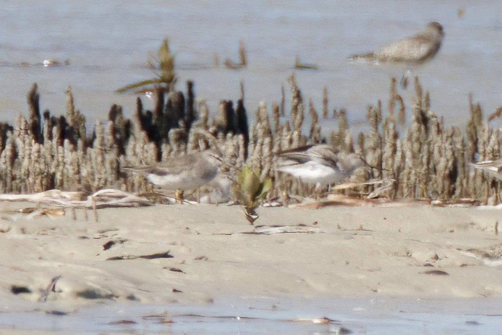 Gray-tailed Tattler - ML614580138