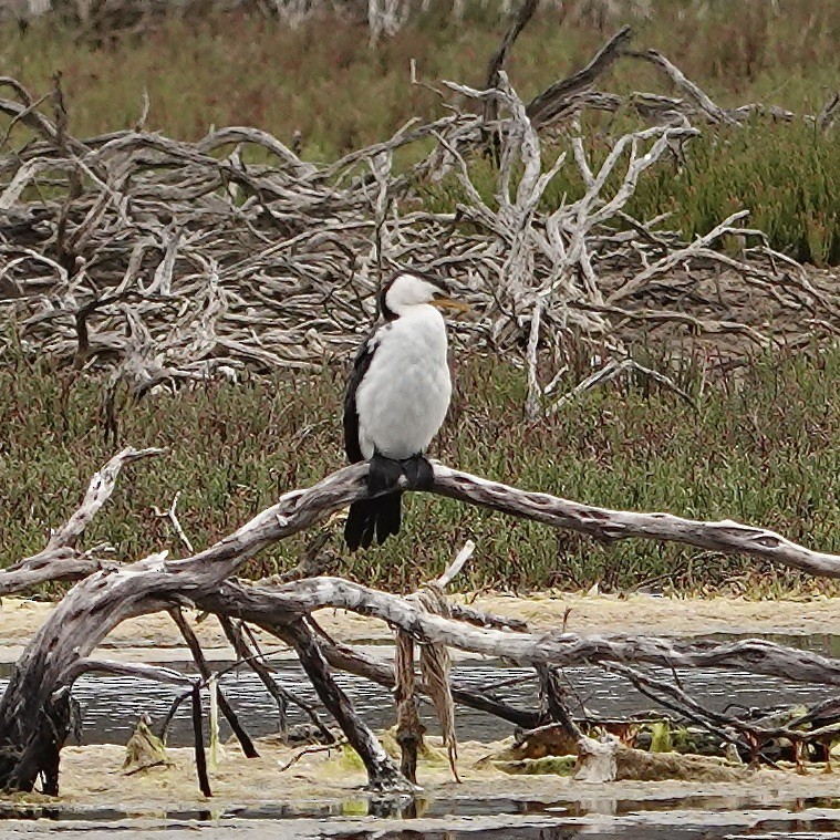 Little Pied Cormorant - ML614580140