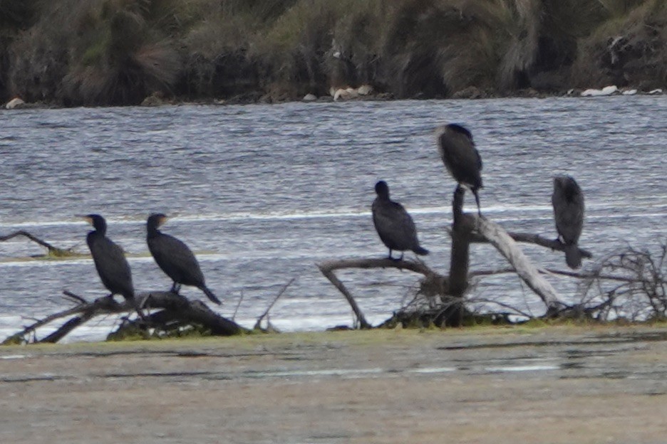 Little Pied Cormorant - ML614580147