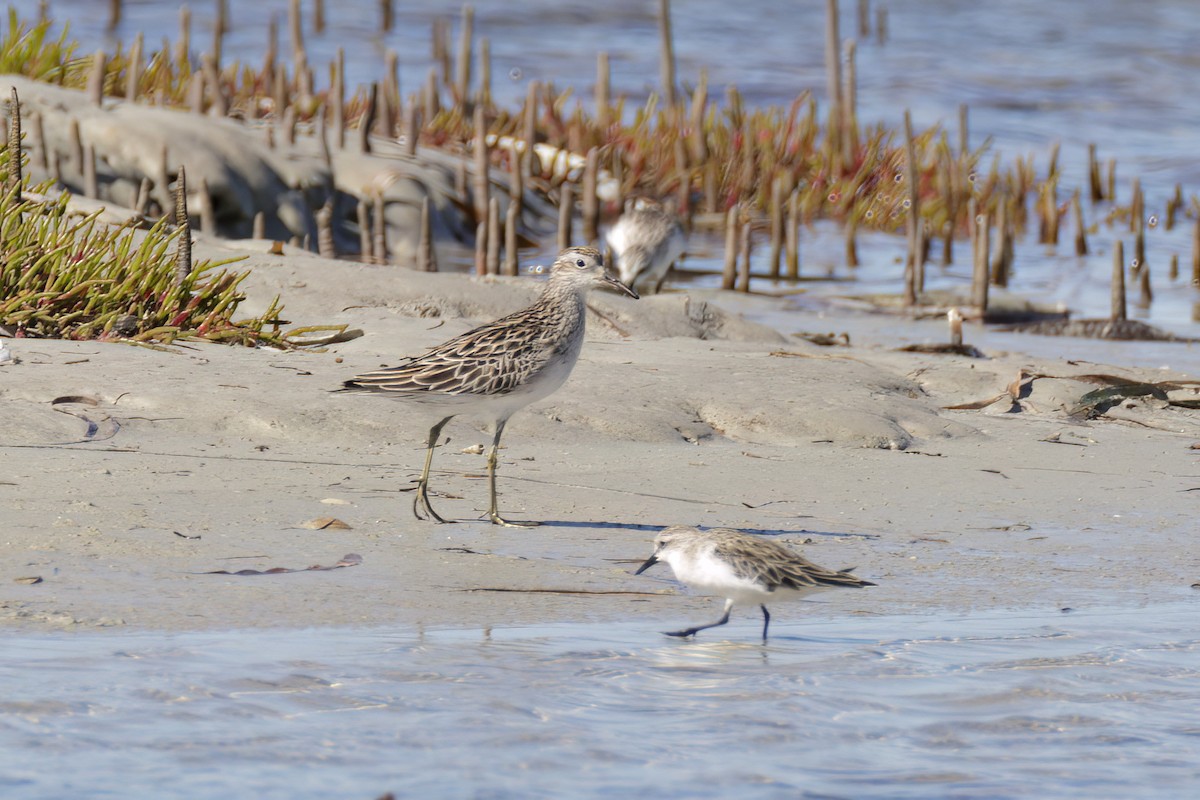 Sharp-tailed Sandpiper - ML614580148