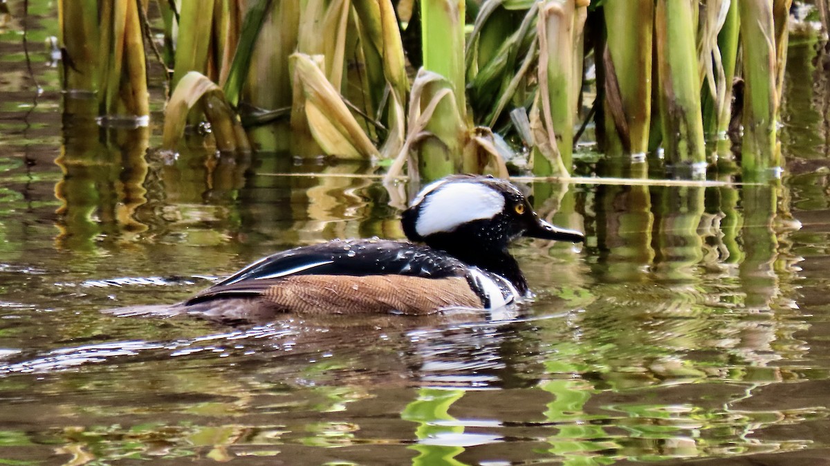 Hooded Merganser - ML614580150