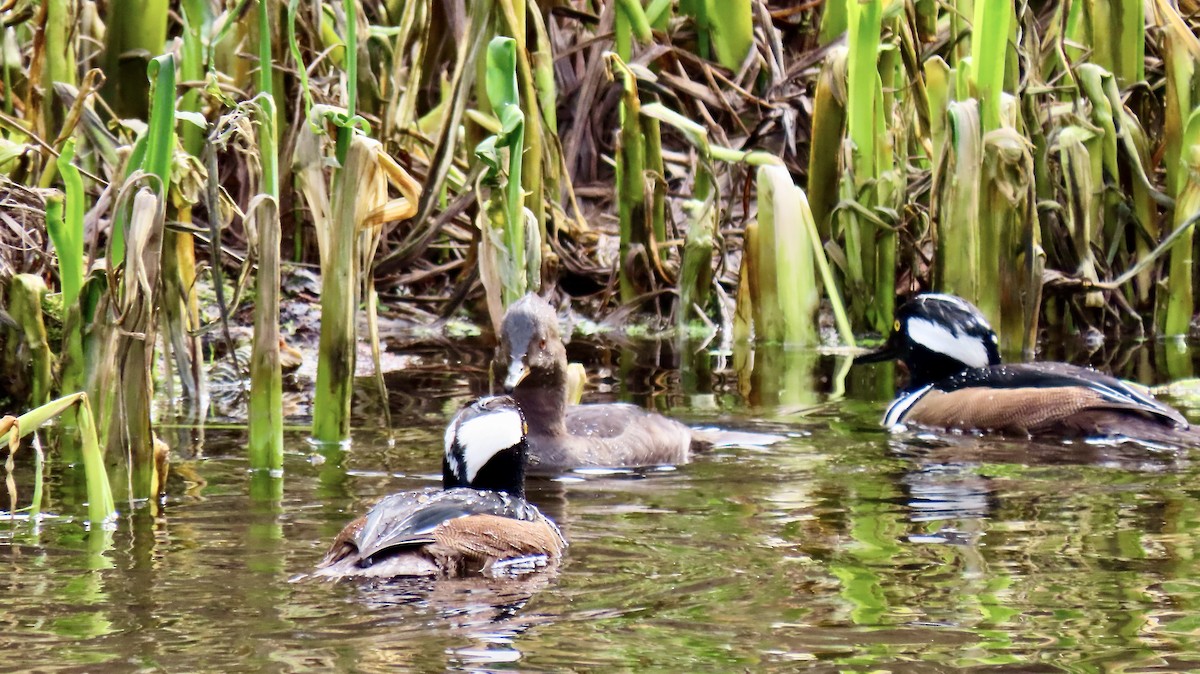 Hooded Merganser - ML614580151