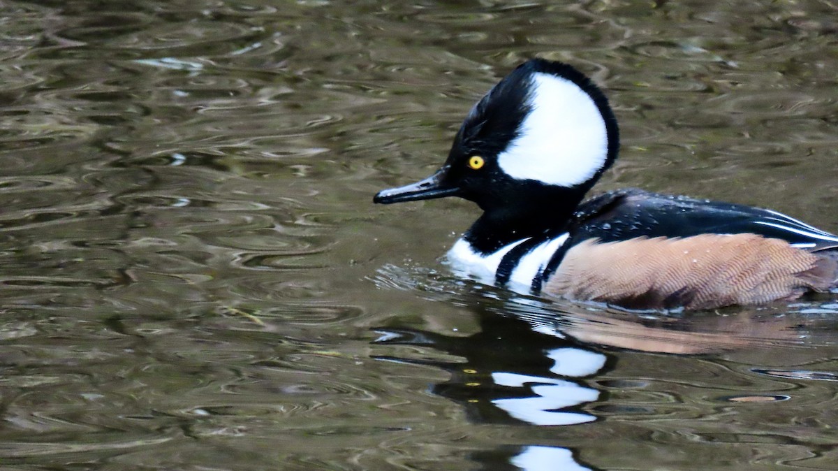 Hooded Merganser - ML614580153