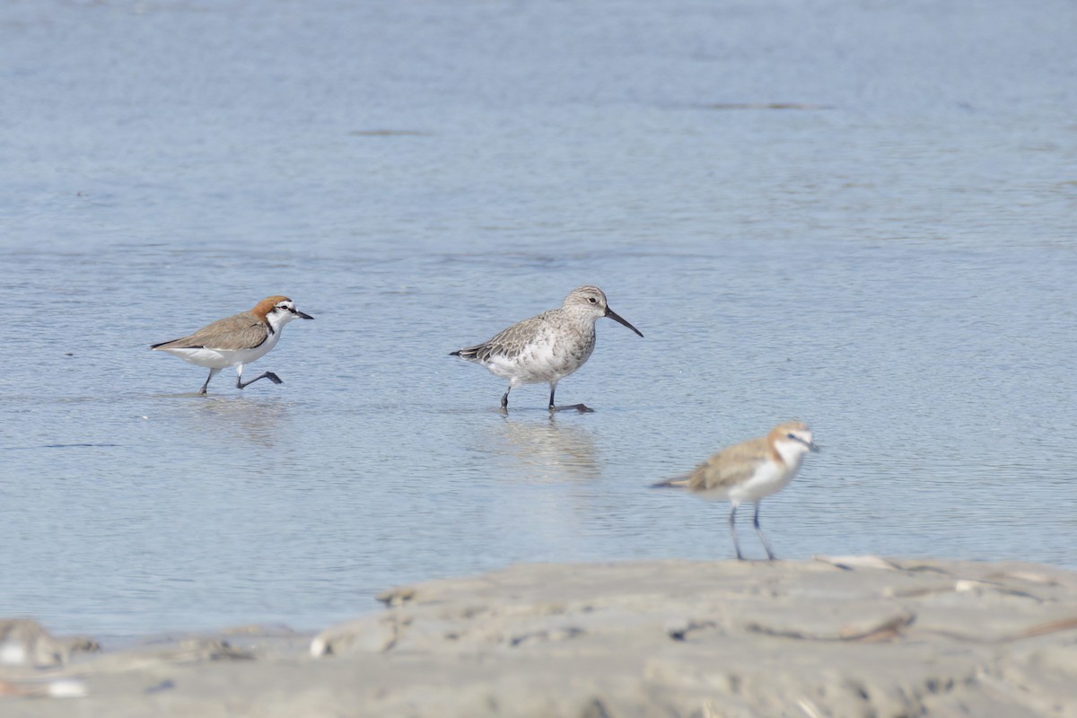 Curlew Sandpiper - ML614580155