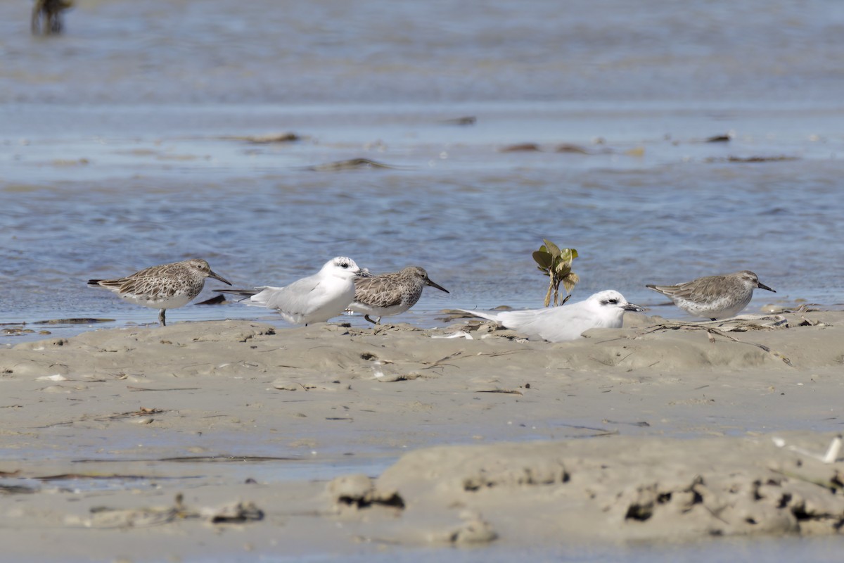 Gull-billed Tern - ML614580160