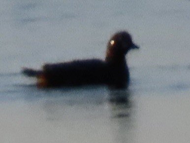 Harlequin Duck - ML614580207