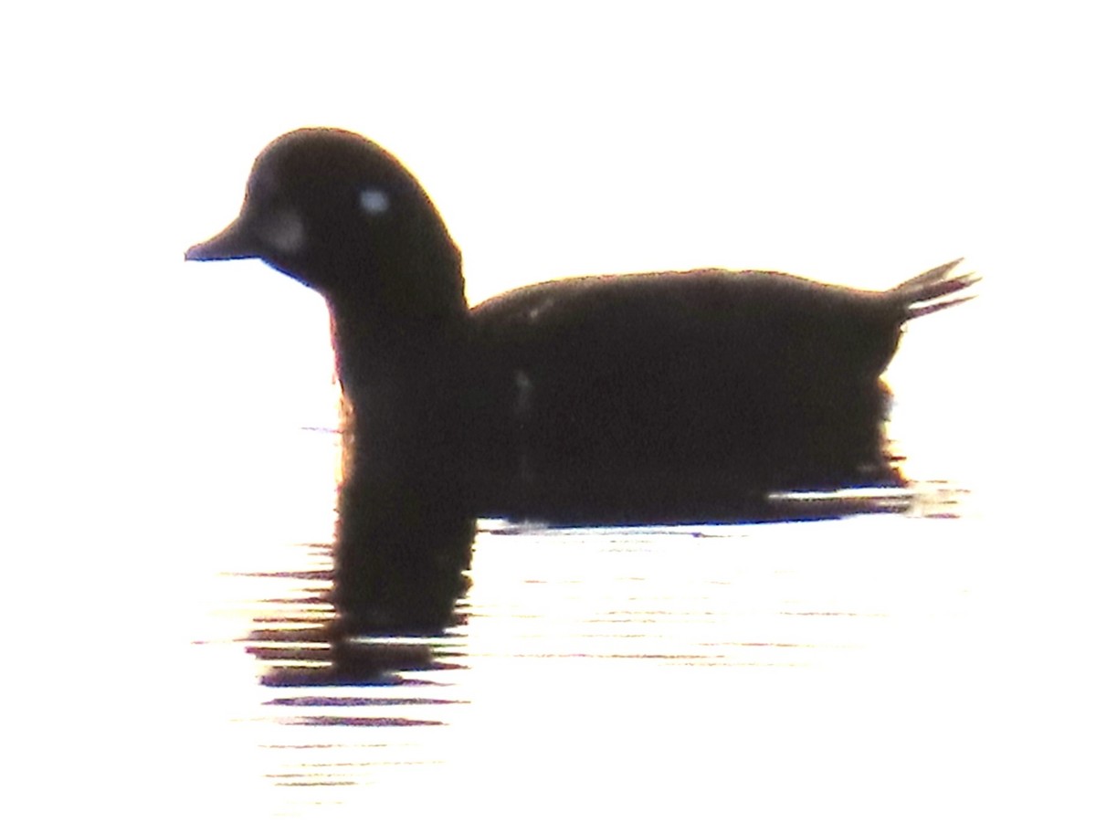 Harlequin Duck - ML614580210