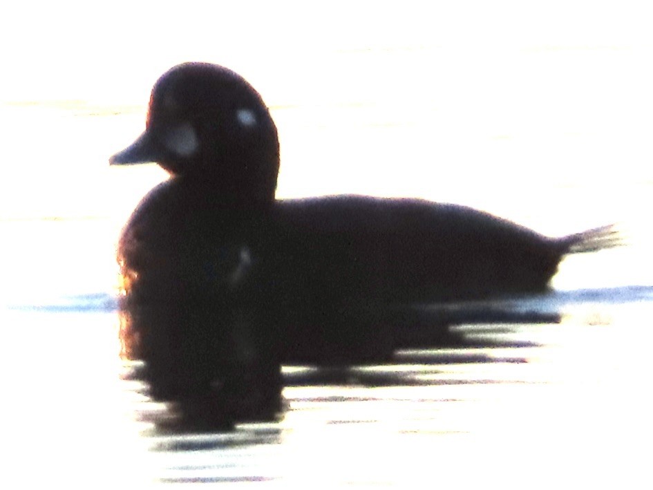 Harlequin Duck - ML614580216