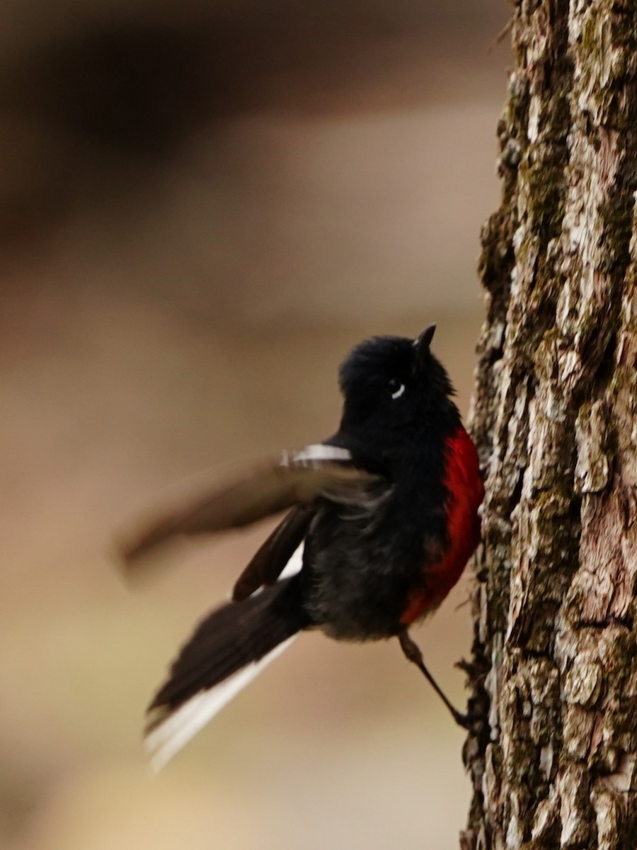 Painted Redstart - Michael Herriot