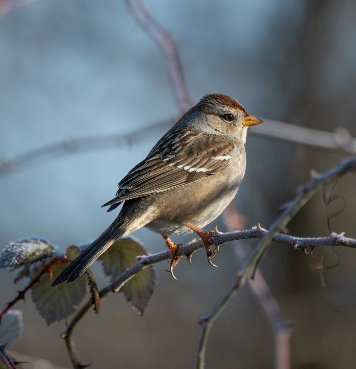 White-crowned Sparrow - Terry Rich