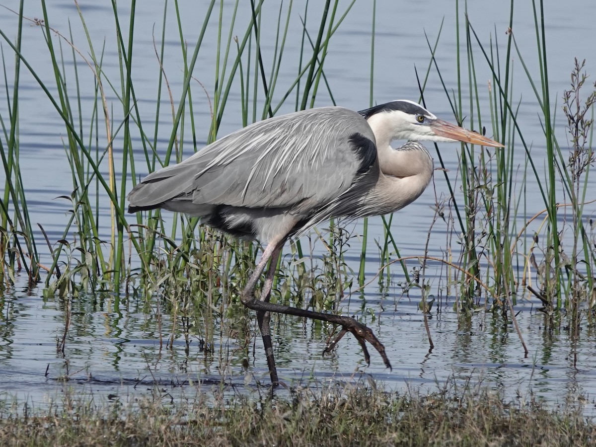 Great Blue Heron - ML614580345