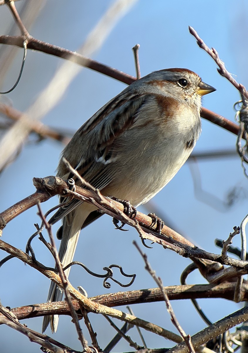 American Tree Sparrow - ML614580361